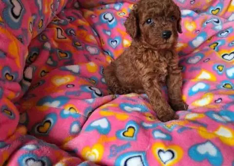 Prodajem prelepe stence pudli - 3/5