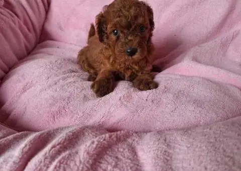 Prodajem prelepe stence pudli - 4/5