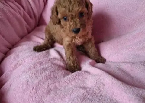 Prodajem prelepe stence pudli - 5/5