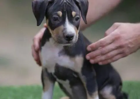 Američki pit bul terijer štenci - 1/11