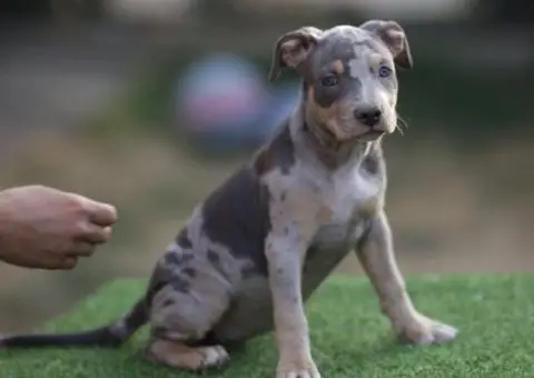 Američki pit bul terijer štenci - 2/11