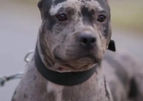 Američki pit bul terijer štenci - 3/11