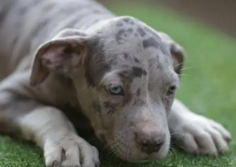 Američki pit bul terijer štenci - 4/11