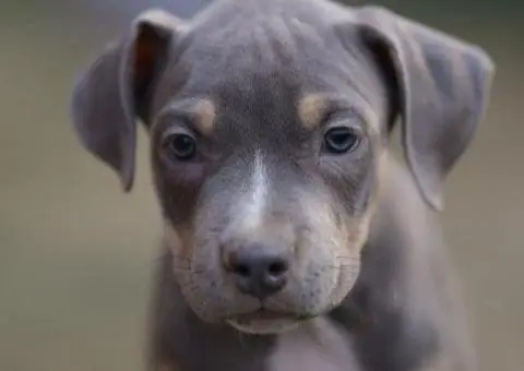 Američki pit bul terijer štenci - 5/11