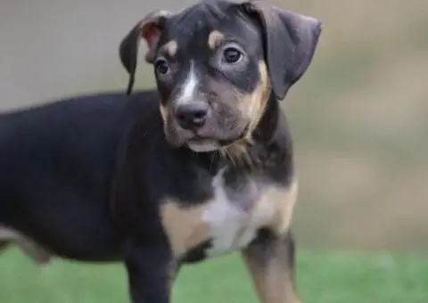 Američki pit bul terijer štenci - 6/11