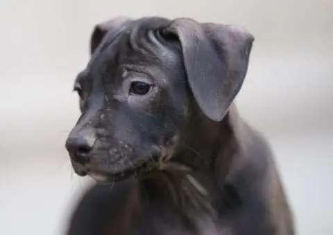 Američki pit bul terijer štenci - 7/11