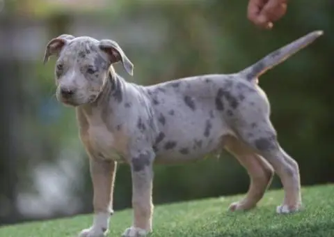 Američki pit bul terijer štenci - 8/11