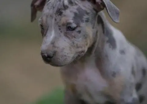 Američki pit bul terijer štenci - 9/11