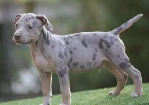 Američki pit bul terijer štenci - 10/11