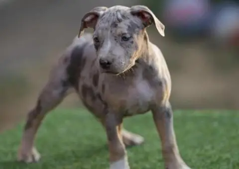 Američki pit bul terijer štenci - 11/11