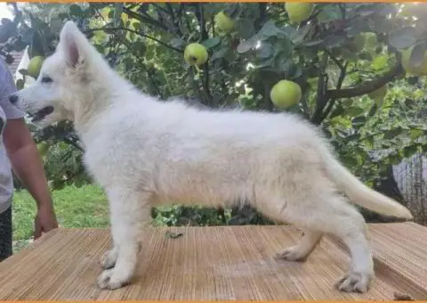 Штенци Швајцарског Белог oвчapa - 1/5