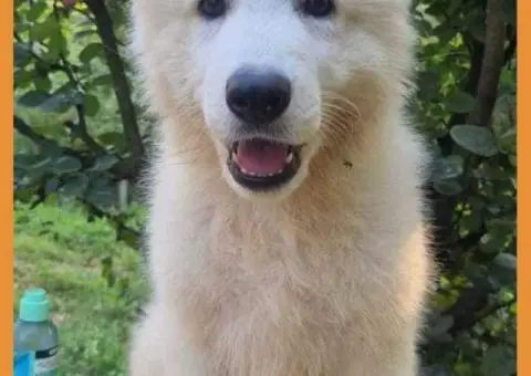 Штенци Швајцарског Белог oвчapa - 2/5