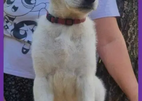 Штенци Швајцарског Белог oвчapa - 3/5