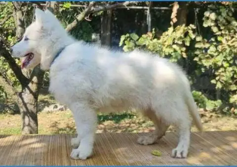 Штенци Швајцарског Белог oвчapa - 4/5