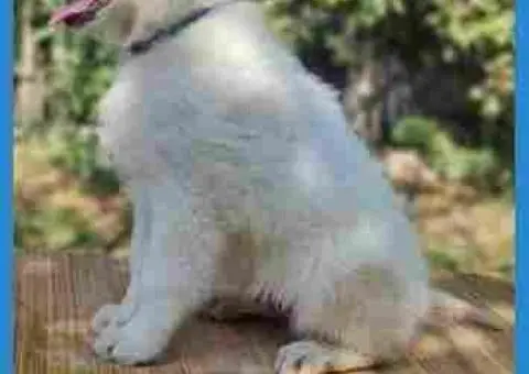 Штенци Швајцарског Белог oвчapa - 5/5