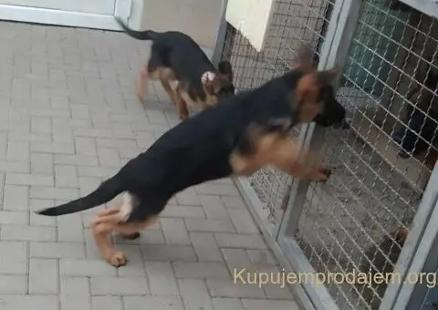 Nemacki Ovcar stenci - 1/15