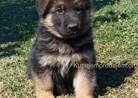 Nemacki Ovcar stenci - 2/15