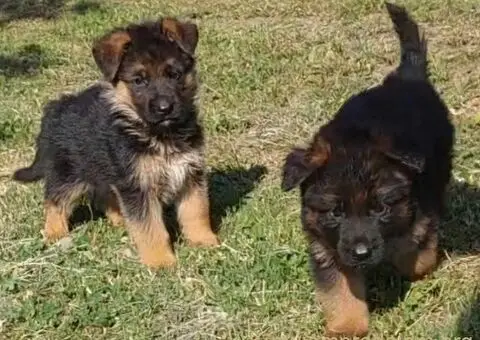 Nemacki Ovcar stenci - 3/15