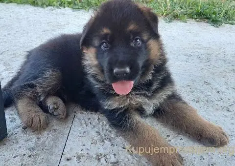 Nemacki Ovcar stenci - 4/15