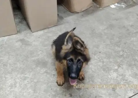 Nemacki Ovcar stenci - 6/15