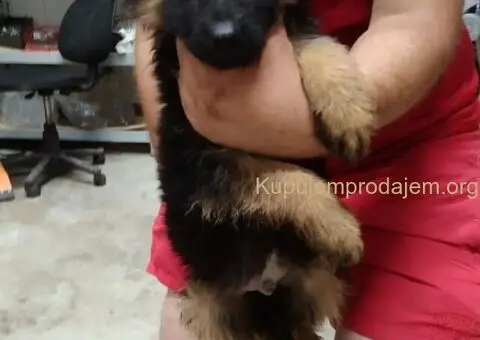 Nemacki Ovcar stenci - 7/15