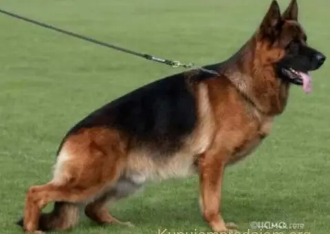 Nemacki Ovcar stenci - 8/15