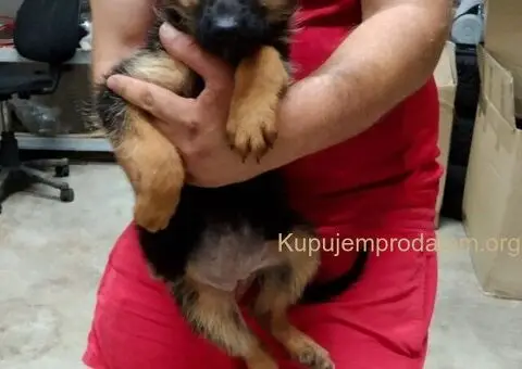 Nemacki Ovcar stenci - 9/15