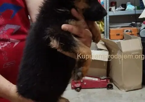 Nemacki Ovcar stenci - 10/15