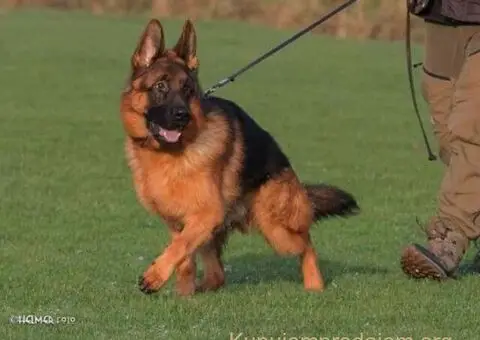 Nemacki Ovcar stenci - 11/15