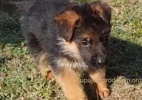 Nemacki Ovcar stenci - 12/15