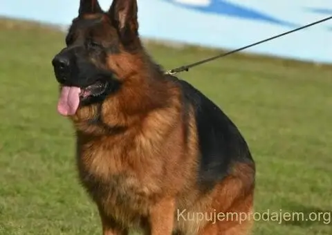 Nemacki Ovcar stenci - 13/15