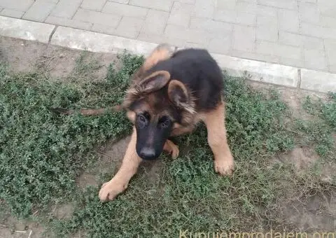 Nemacki Ovcar stenci - 14/15