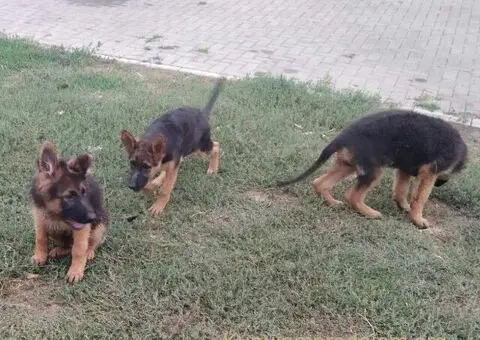 Nemacki Ovcar stenci - 15/15