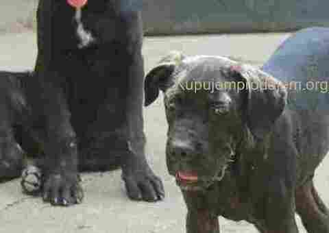 Cane corse-stenci - 1/5