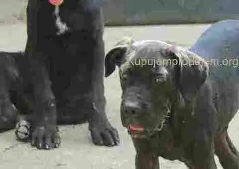 Cane corse-stenci - 1/5