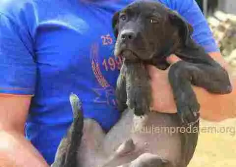 Cane corse-stenci - 2/5