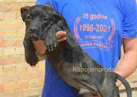 Cane corse-stenci - 3/5