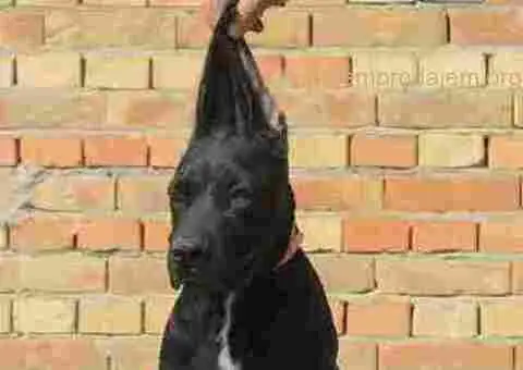 Cane corse-stenci - 4/5