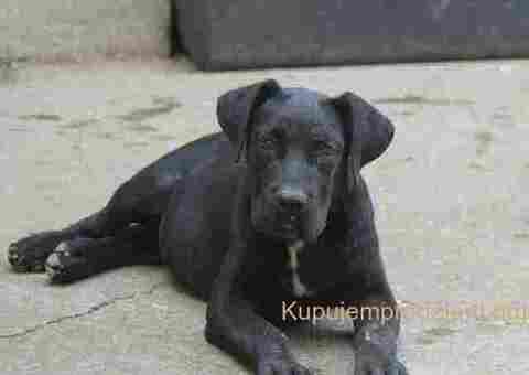 Cane corse-stenci - 5/5