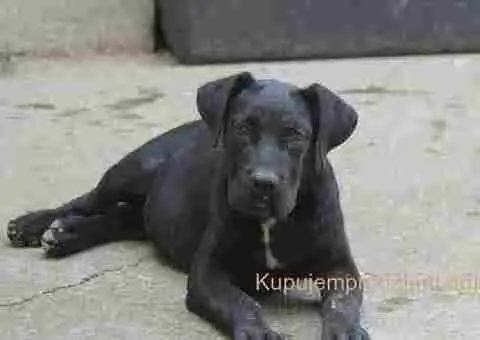 Cane corse-stenci - 5/5