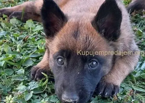 Belgijski ovčar Malinoa štenci - 1/9