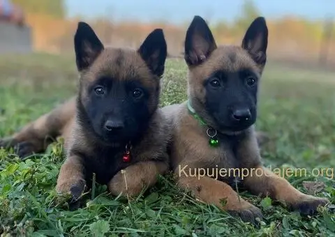 Belgijski ovčar Malinoa štenci - 2/9