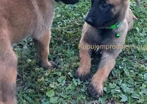 Belgijski ovčar Malinoa štenci - 3/9