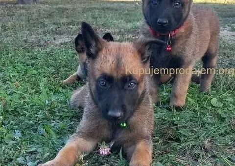 Belgijski ovčar Malinoa štenci - 4/9