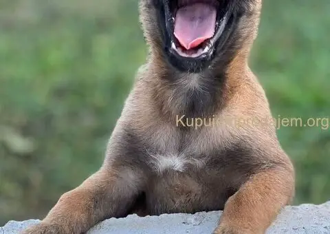 Belgijski ovčar Malinoa štenci - 5/9