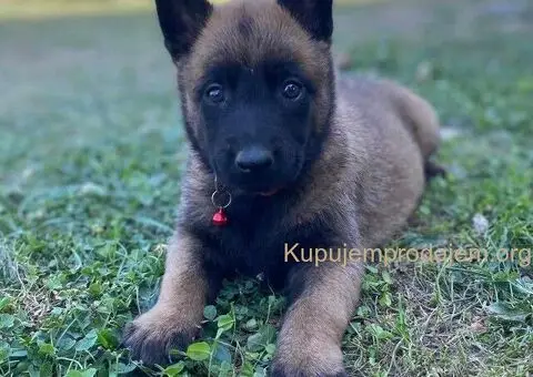 Belgijski ovčar Malinoa štenci - 6/9