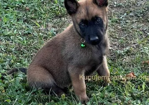Belgijski ovčar Malinoa štenci - 7/9