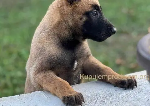Belgijski ovčar Malinoa štenci - 8/9