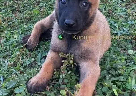 Belgijski ovčar Malinoa štenci - 9/9