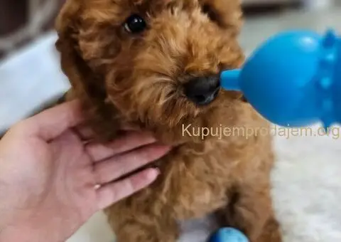 Toy Pudle na prodaju - 1/8